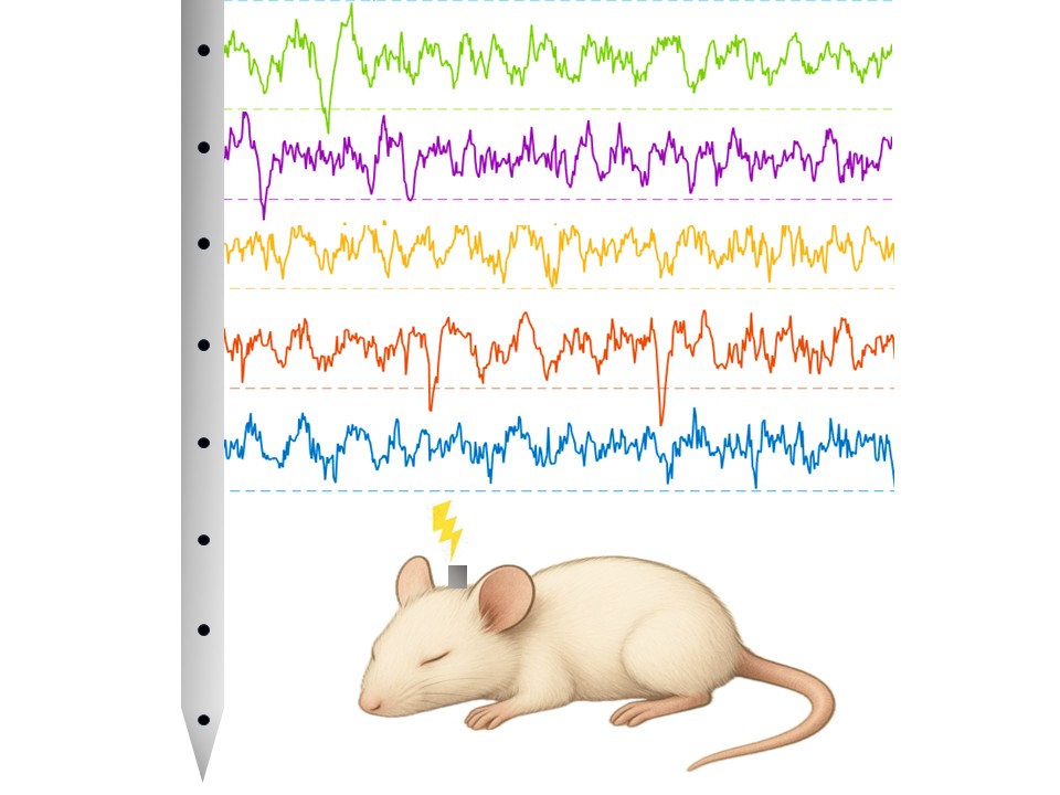mouse